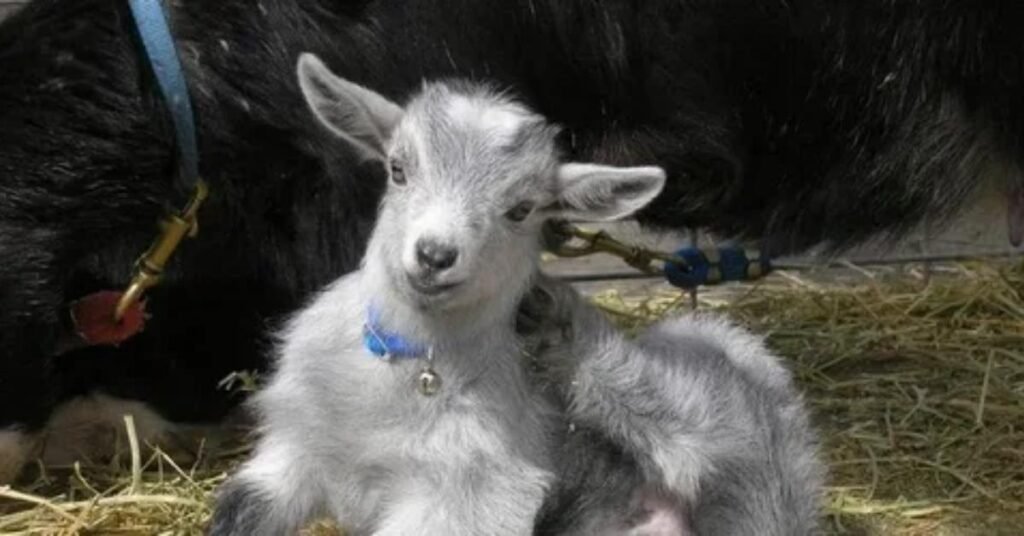 Creative Funny Goat Names