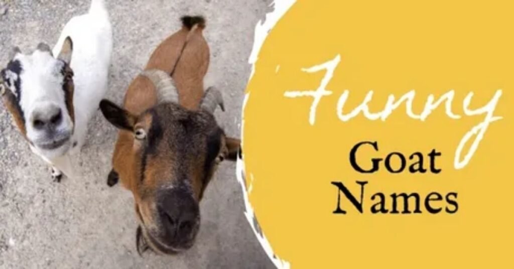 Funny Goat Names For Girls