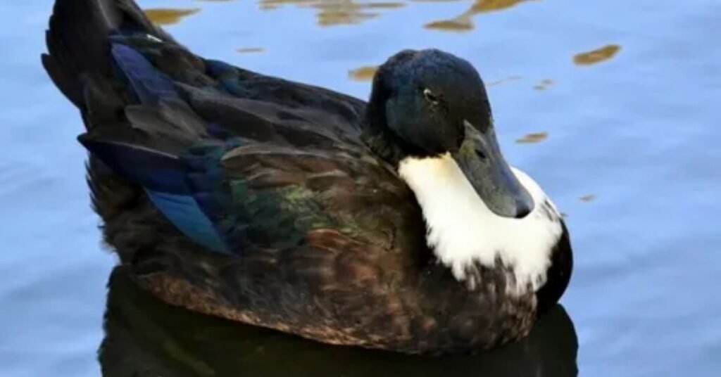 Weird And Unique Duck Names
