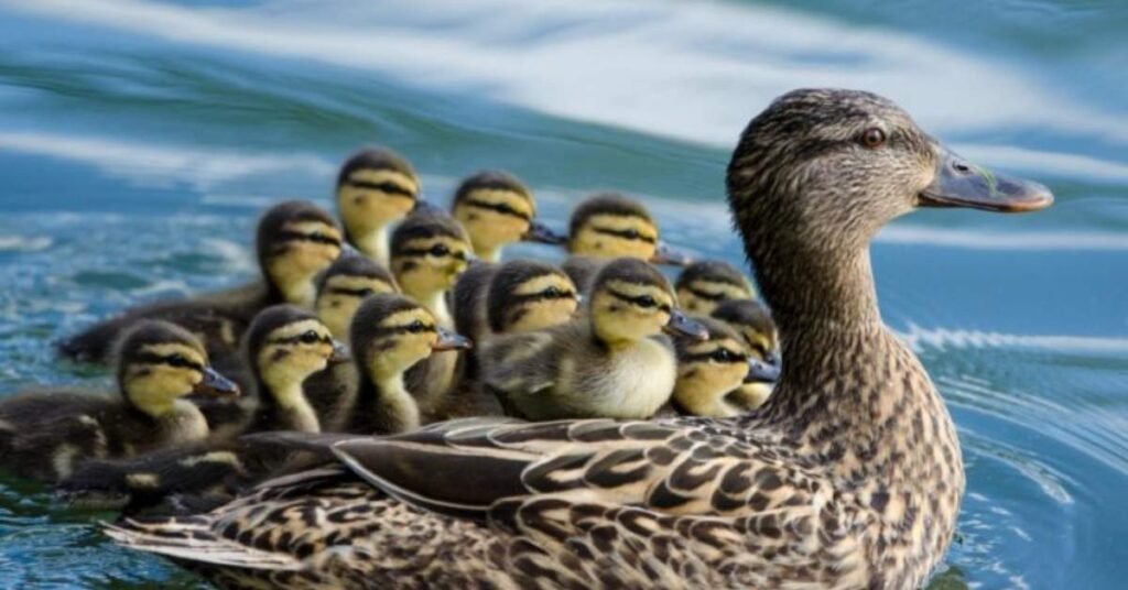 Why Funny Duck Names Are Popular Among Duck Owners