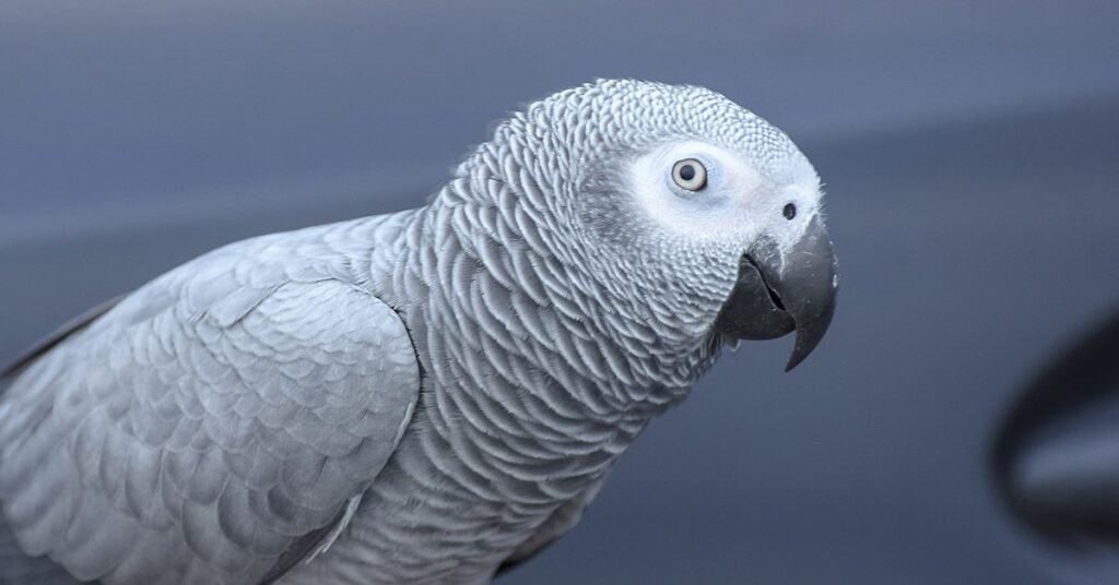 Creative Funny Parrot Names