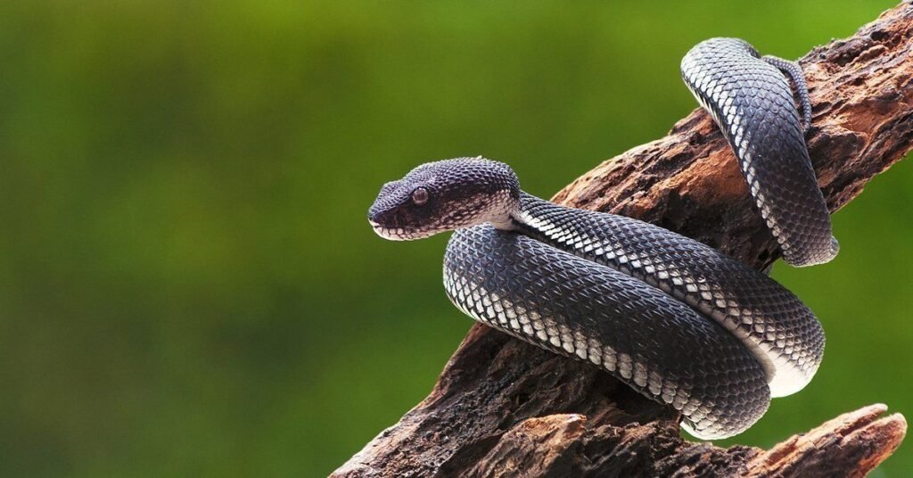 Famous Snake Names