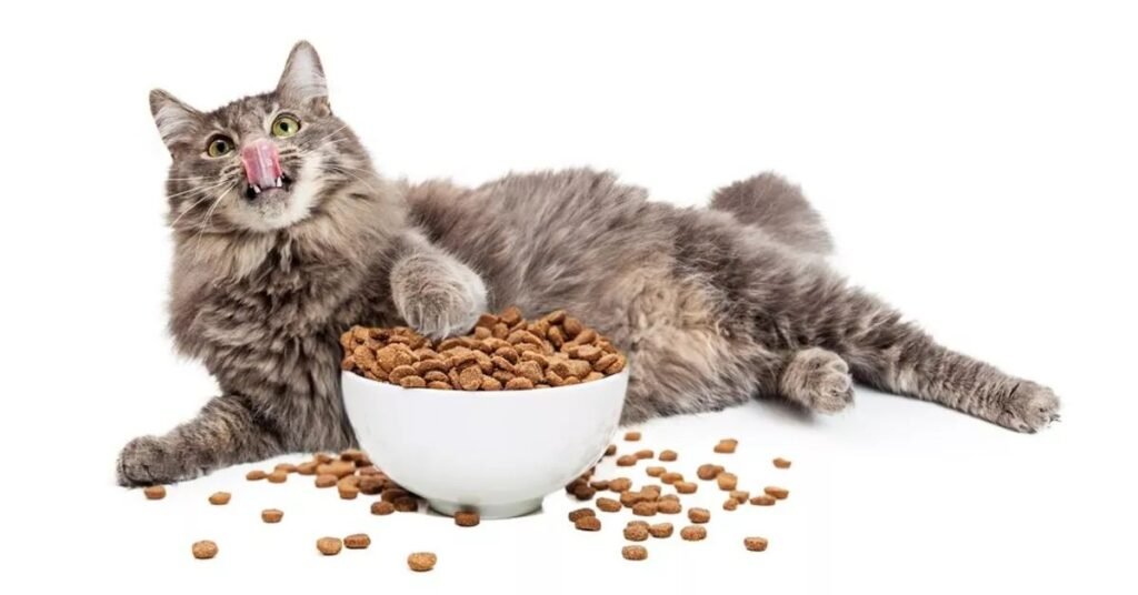 Food-Inspired Funny Female Cat Names