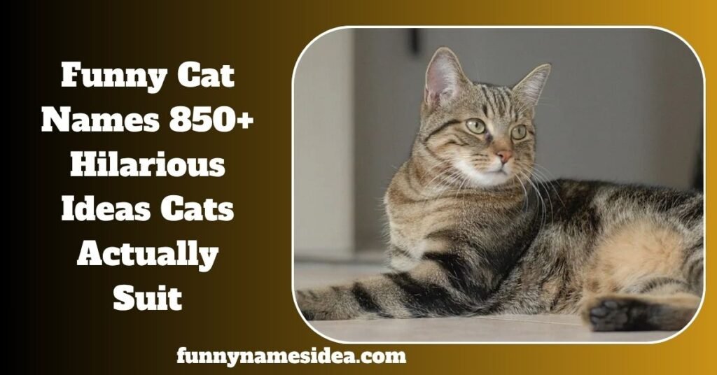 Funny Cat Names