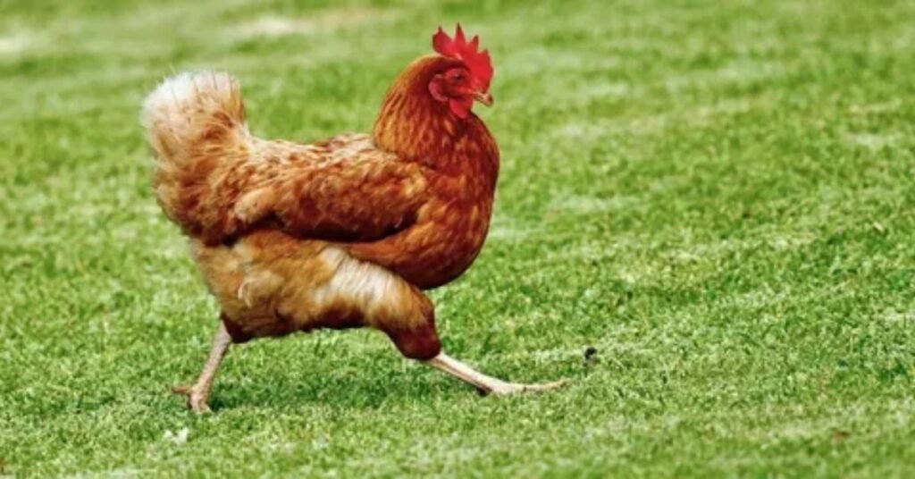 Funny Chicken Names For Roosters