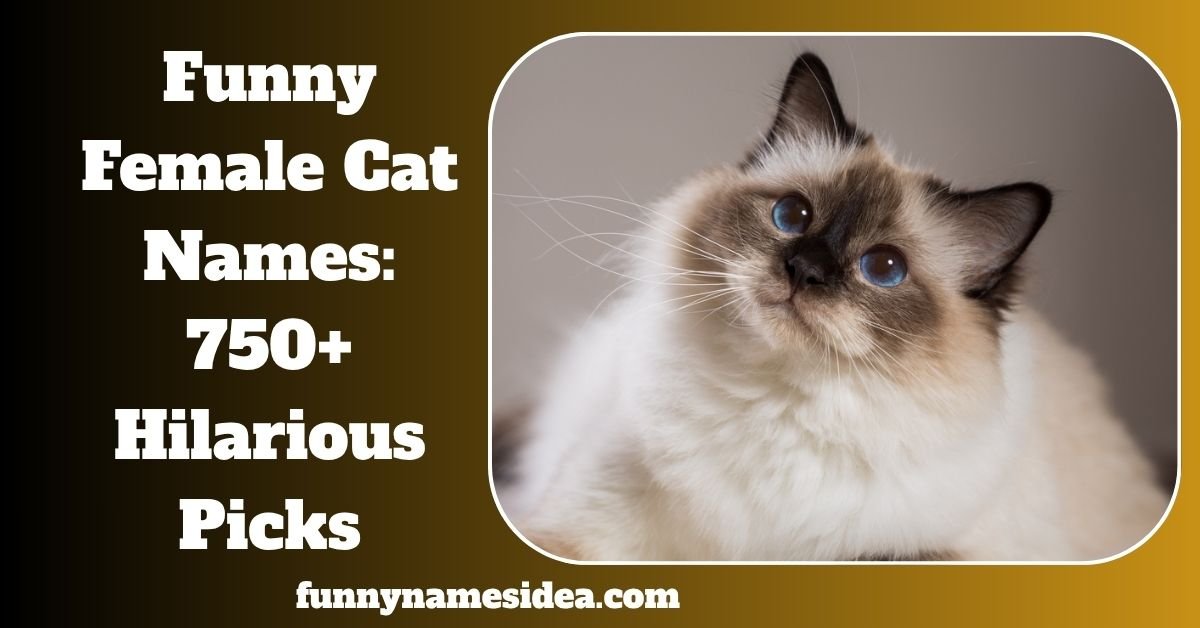 Funny Female Cat Names