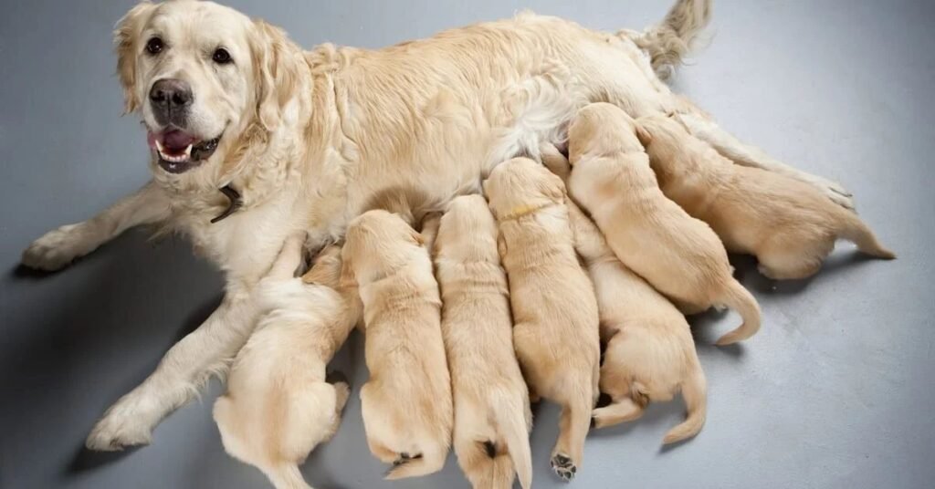 Funny Girl Dog Names For Classic Female Pups
