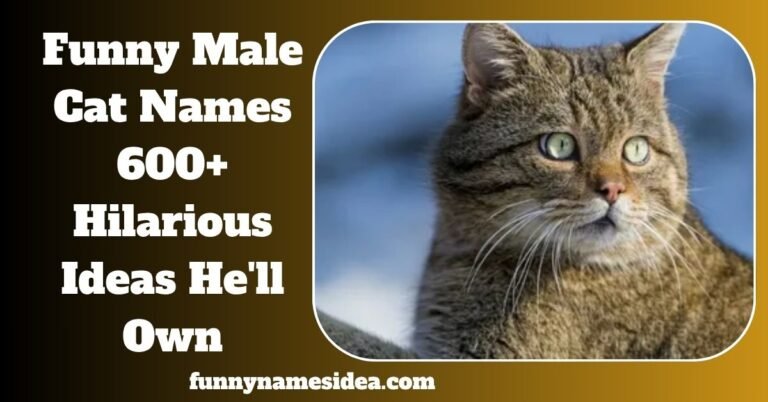 Funny Male Cat Names