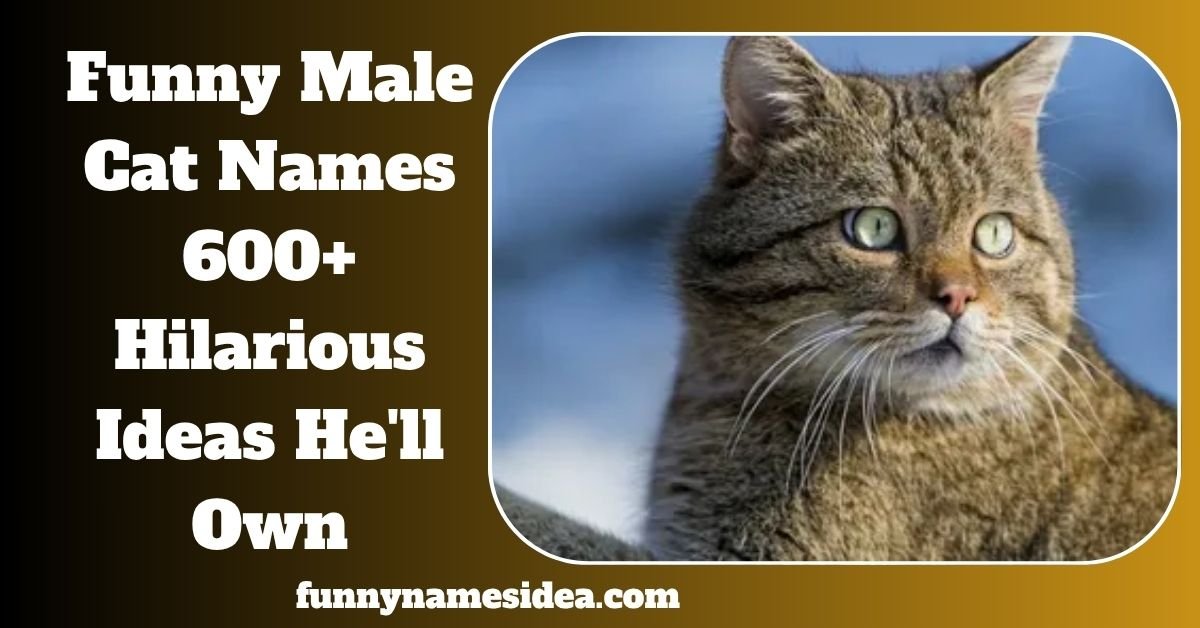 Funny Male Cat Names