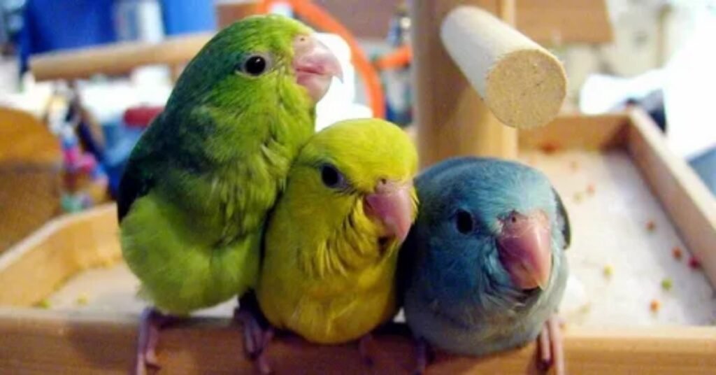 Silly Funny Bird Names