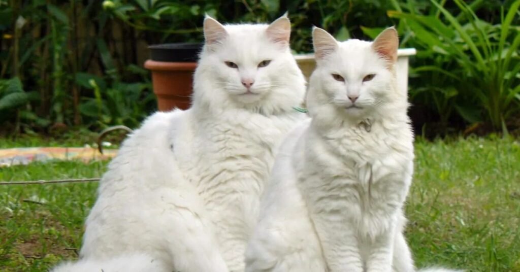 Silly Funny Cat Names