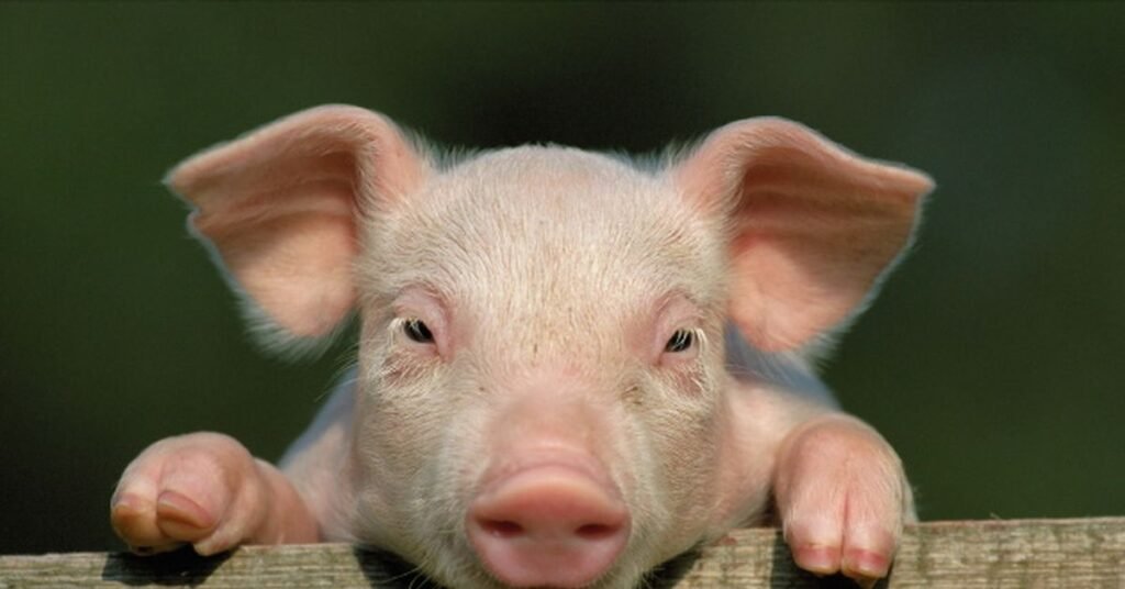 Silly Funny Pig Names That Bring Instant Laughs