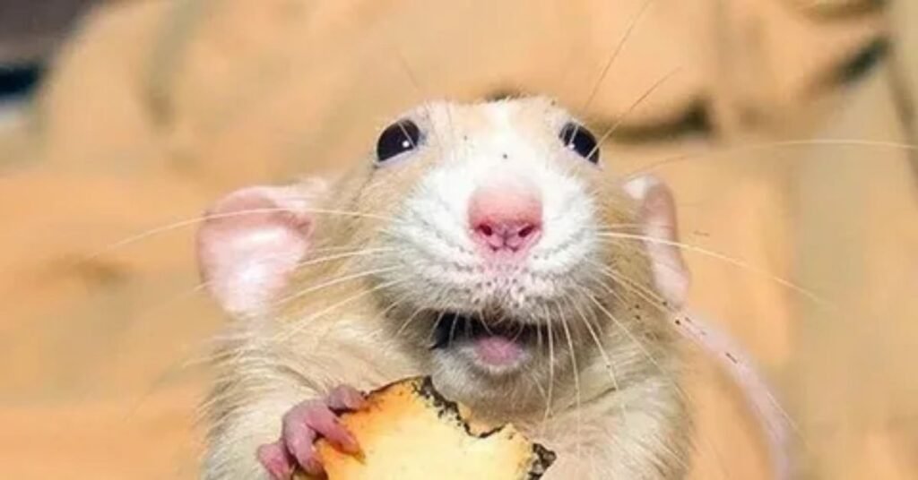 Silly Funny Rat Names
