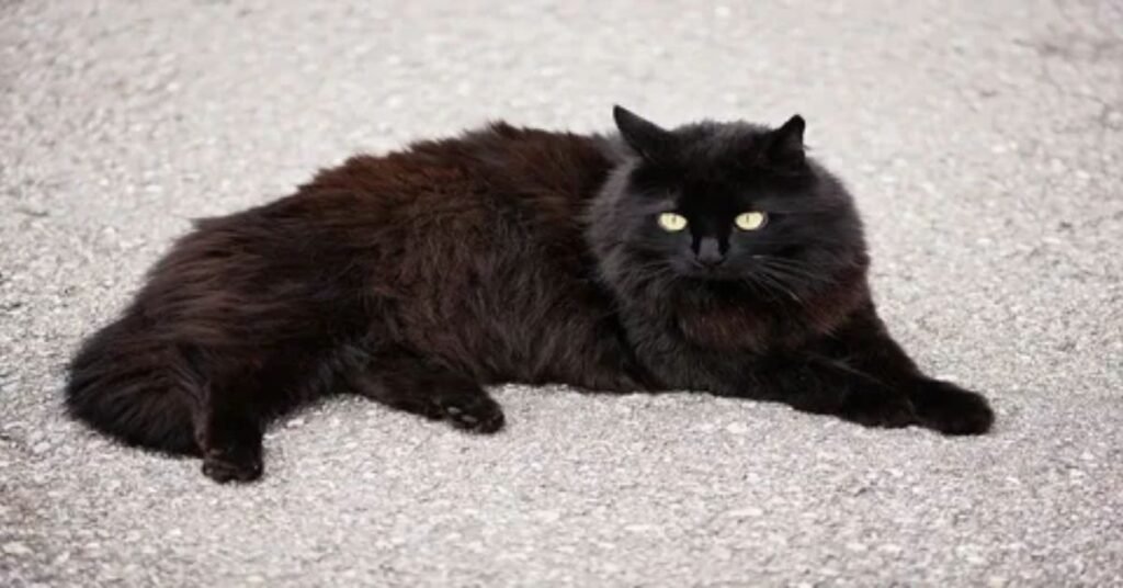 Weird and Unique Funny Female Cat Names