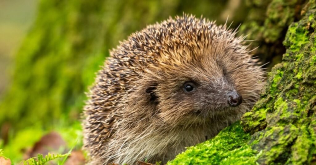 Weird And Unique Funny Hedgehog Names