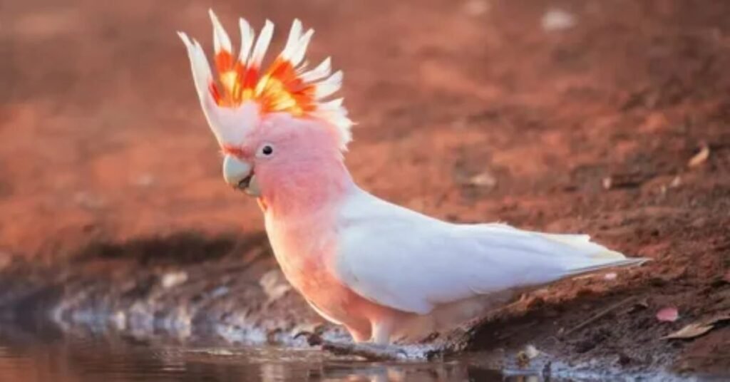 Weird And Unique Funny Parrot Names