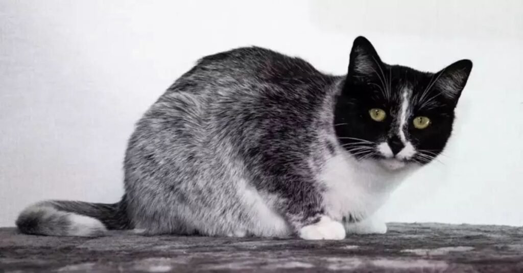 Where Funny Cat Names Are Commonly Used