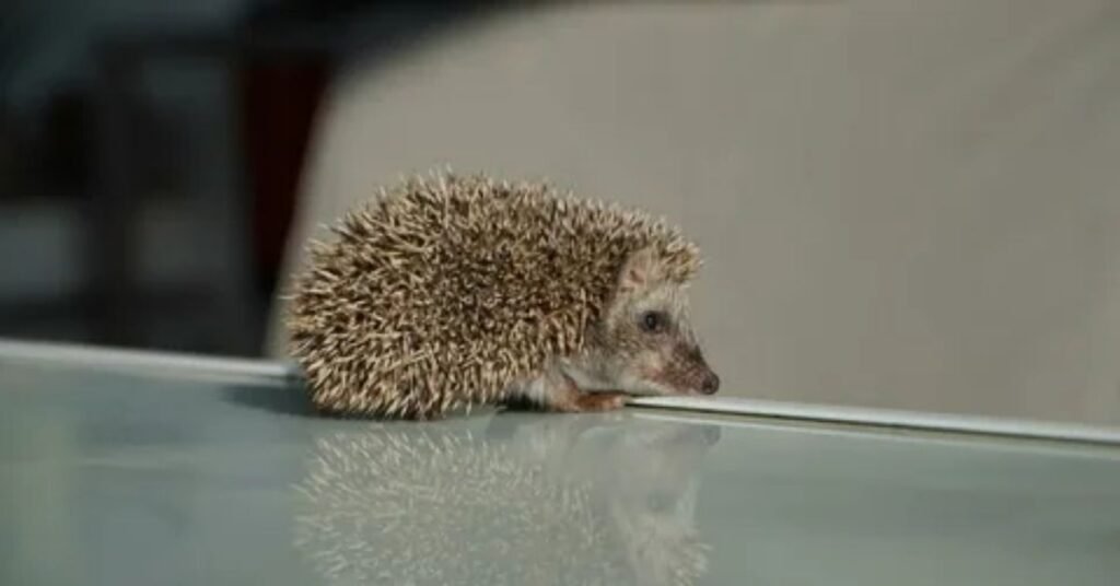 Where Funny Hedgehog Names Are Commonly Used