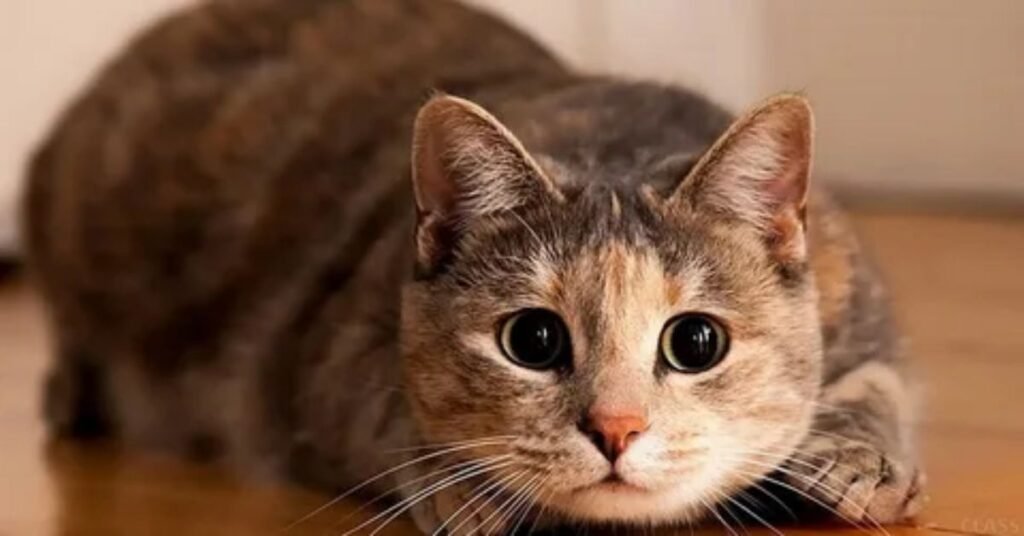 Where Funny Male Cat Names Work Best