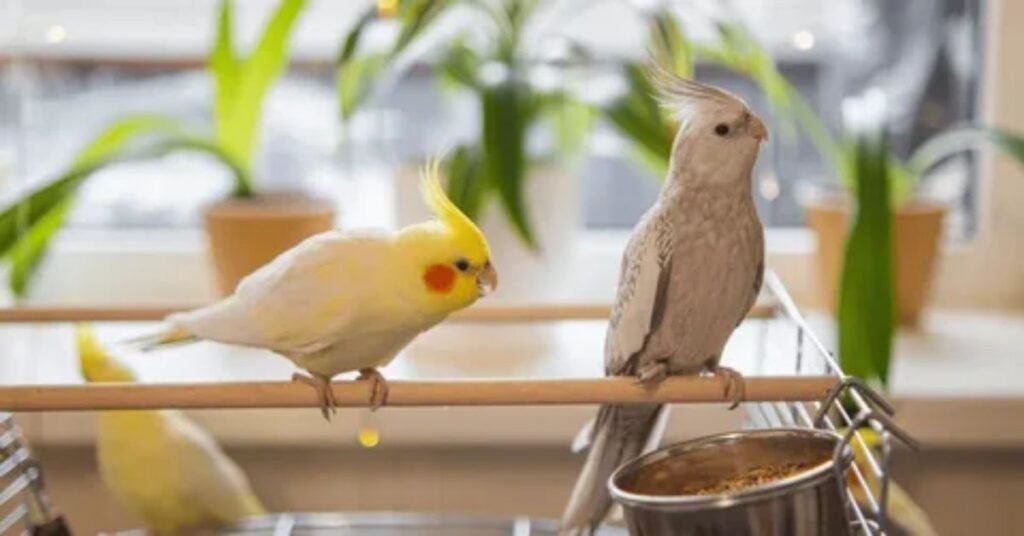 Why Funny Bird Names Are Popular in Pet Culture