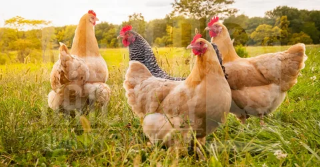 Why Funny Chicken Names Are Popular Among Flock Owners