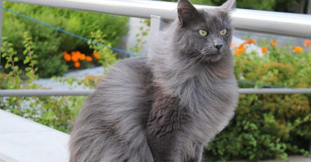 Why Funny Female Cat Names Are Popular Among Pet Owners