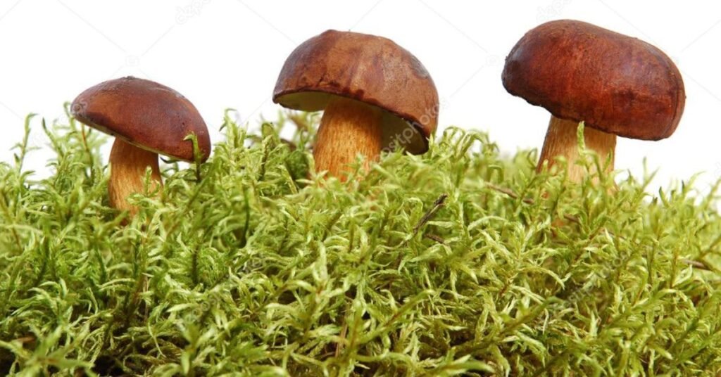 Why Funny Mushroom Names Are Trending Right Now