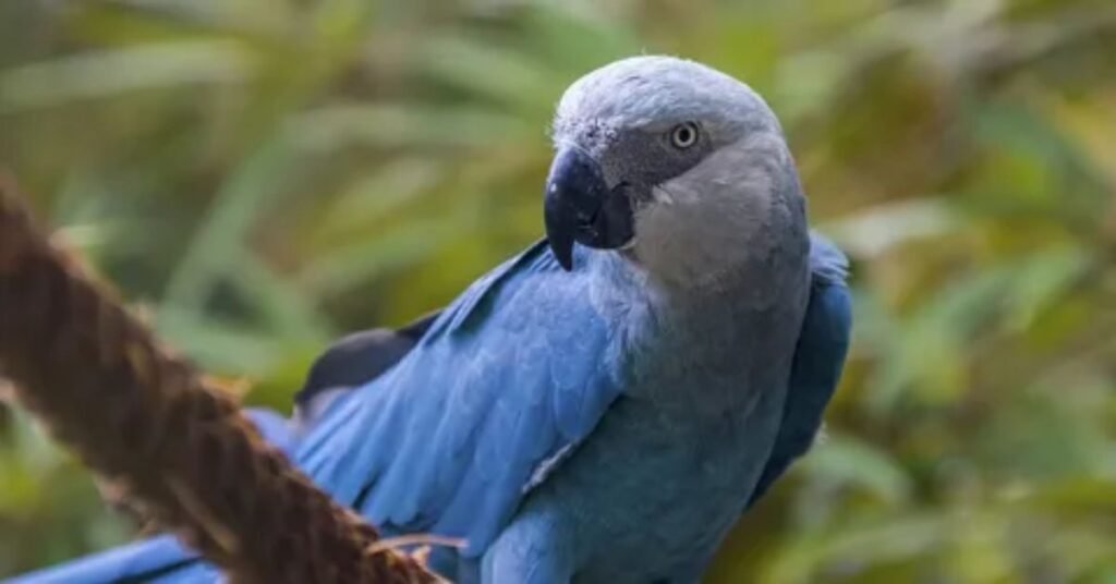 Why Funny Parrot Names Are Popular Among Bird Owners