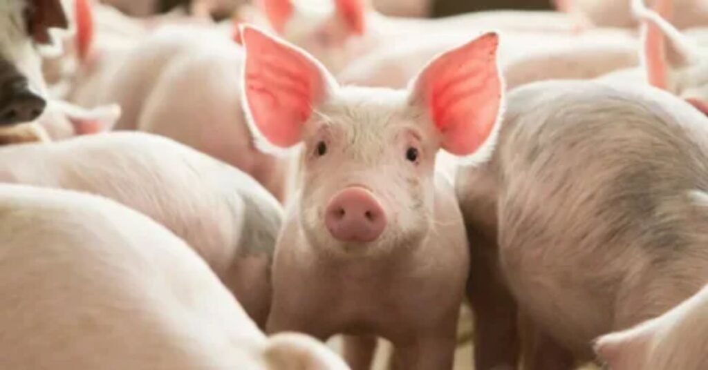 Why Funny Pig Names Are Popular Among Pig Owners