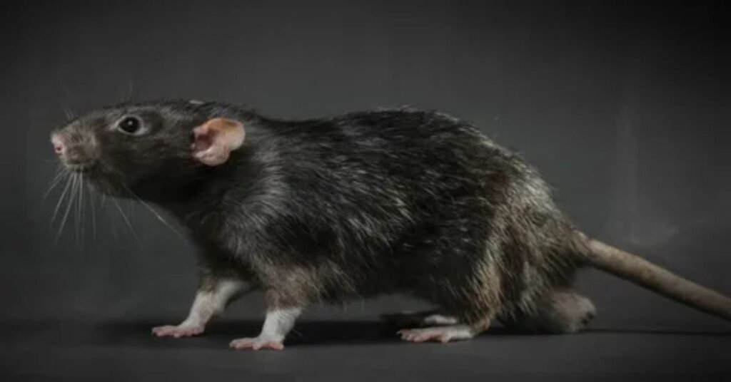 Why Funny Rat Names Are Popular Among Pet Owners
