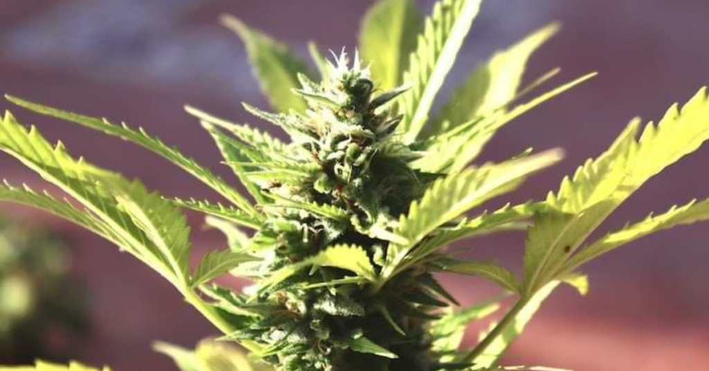 Why Funny Weed Team Names Are Popular in Sports and Trivia Leagues